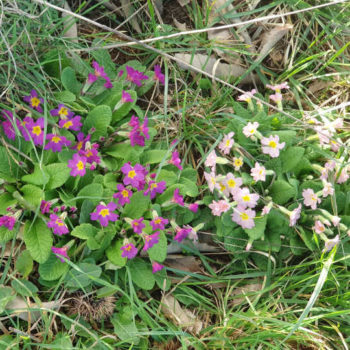 Article Equinoxe Printemps - La Danse des Eléments