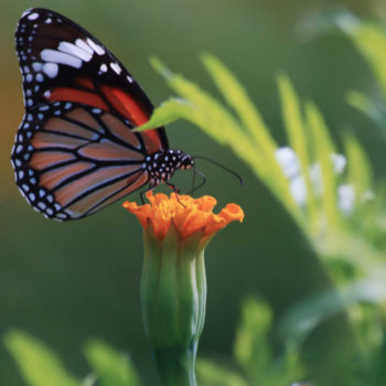 En Avant Se Connecter A Sa Vérité Intérieure - La Danse Des Eléments