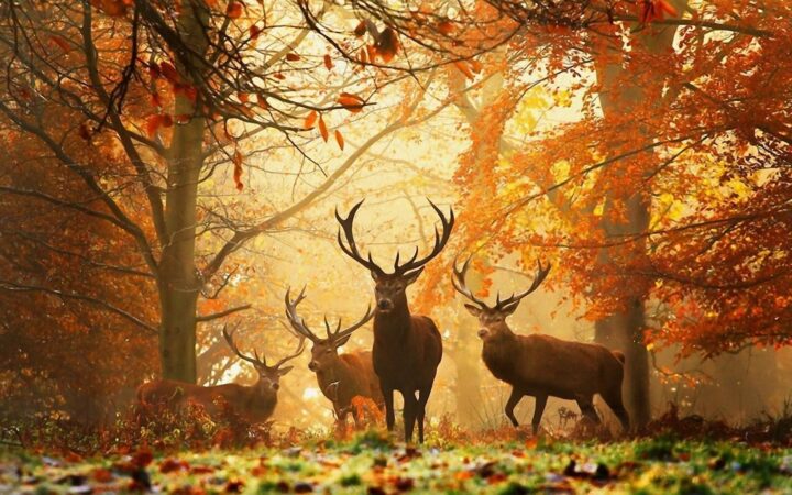 Samaïn, Samhain, roue des saisons