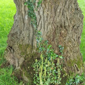Arbre de Vie Beltaïne - La Danse des Eléments